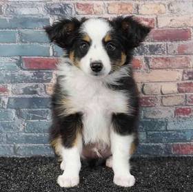 Mini Aussie