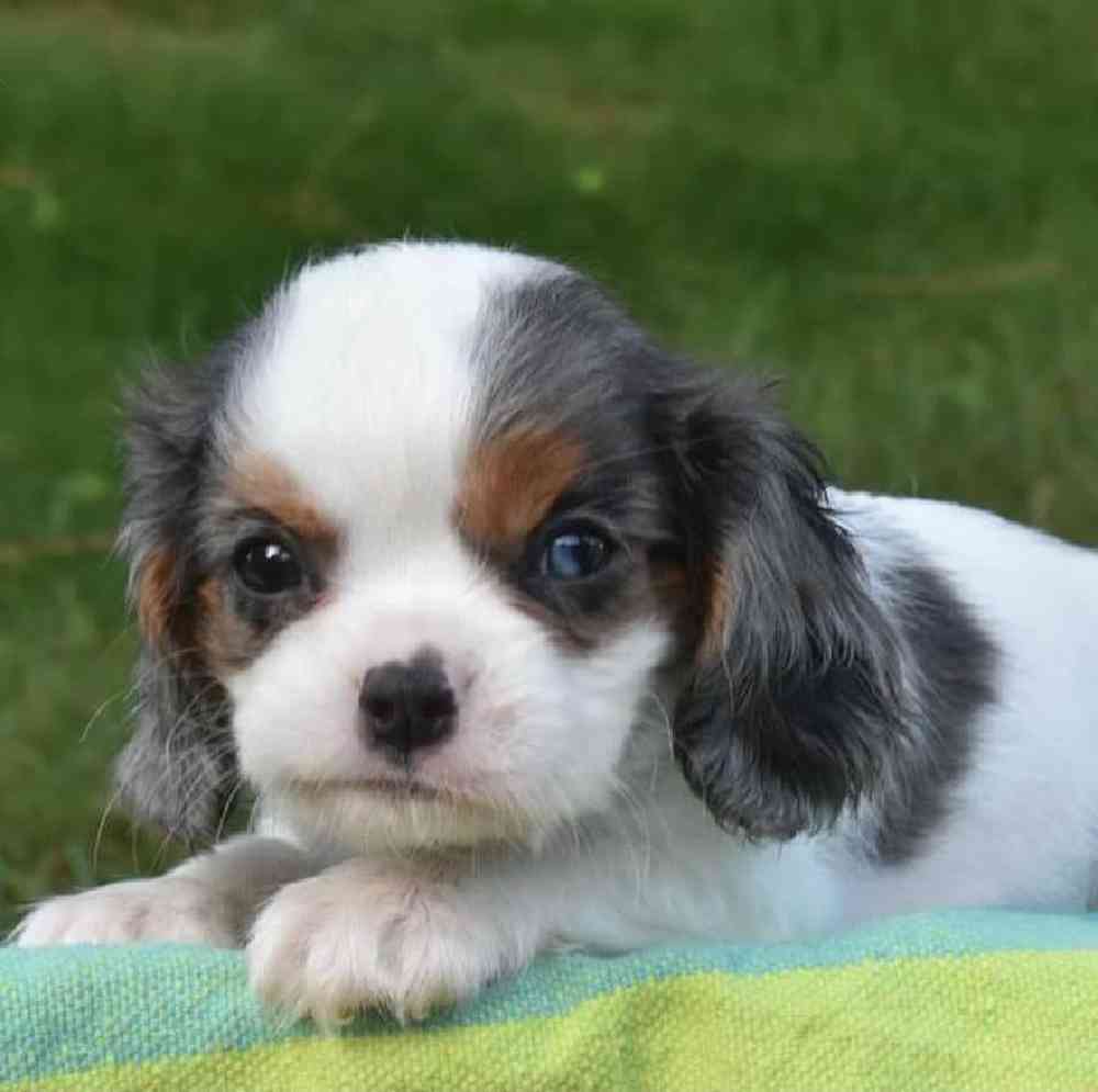 Female Cavalier King Charles Spaniel Puppy for sale