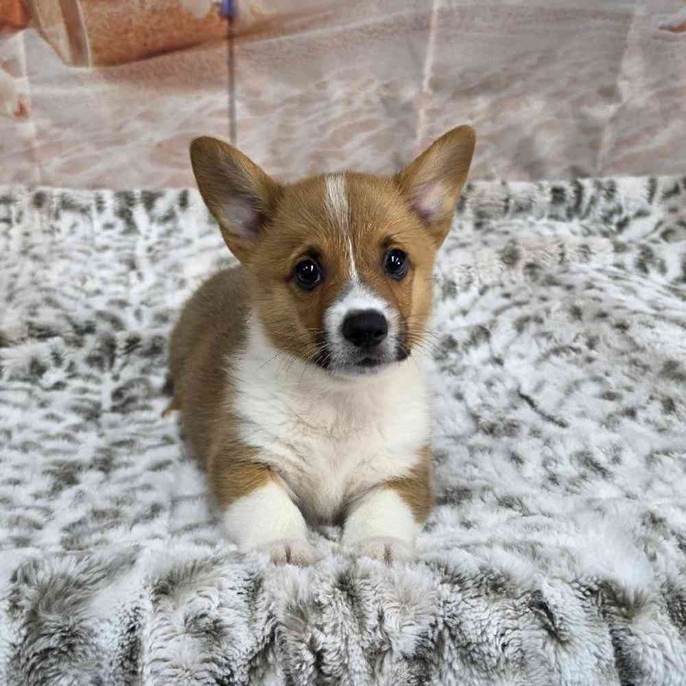 Image of a pet breed in the gallery