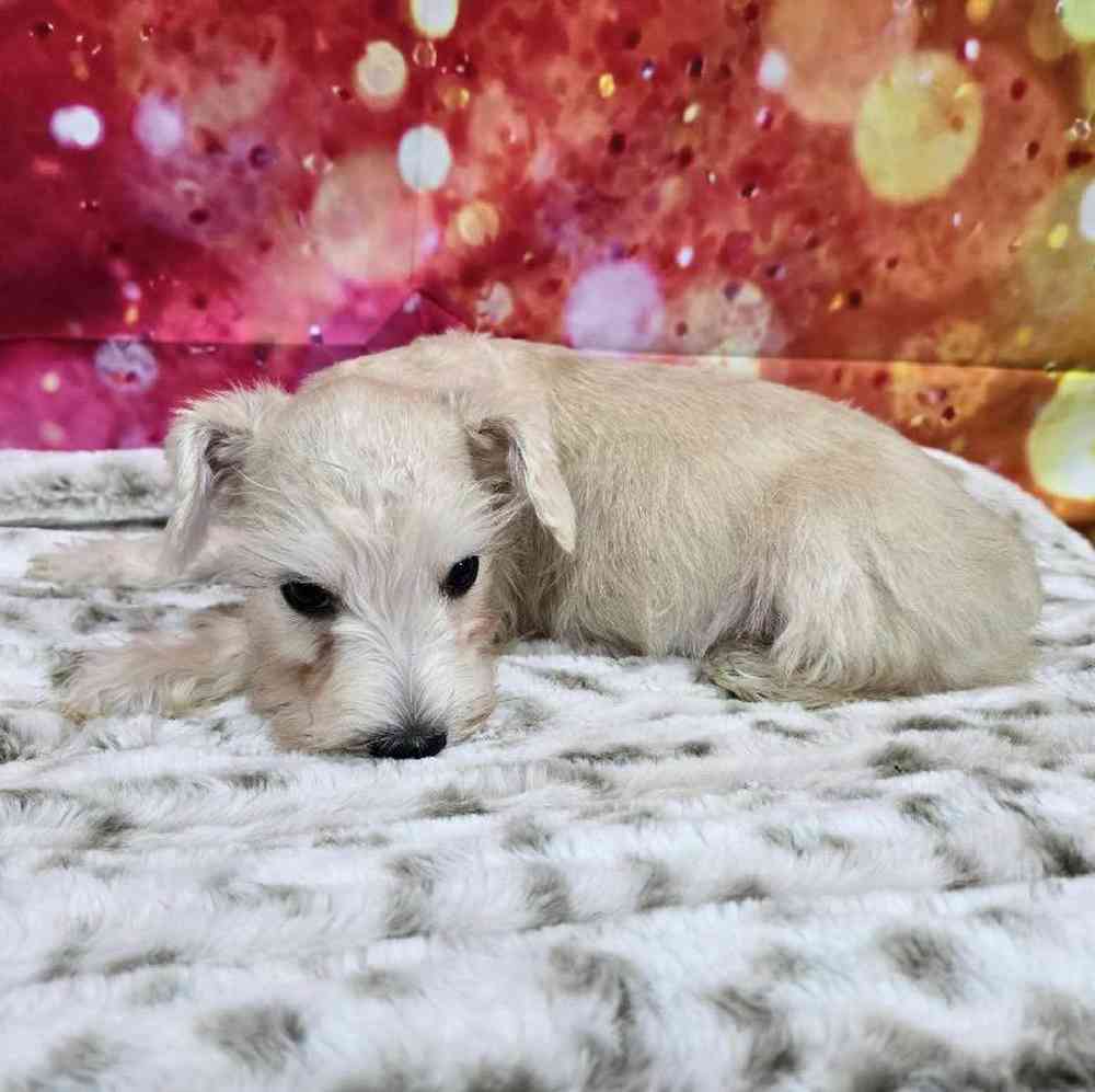 Male Mini Schnauzer Puppy for Sale in Virginia Beach, VA