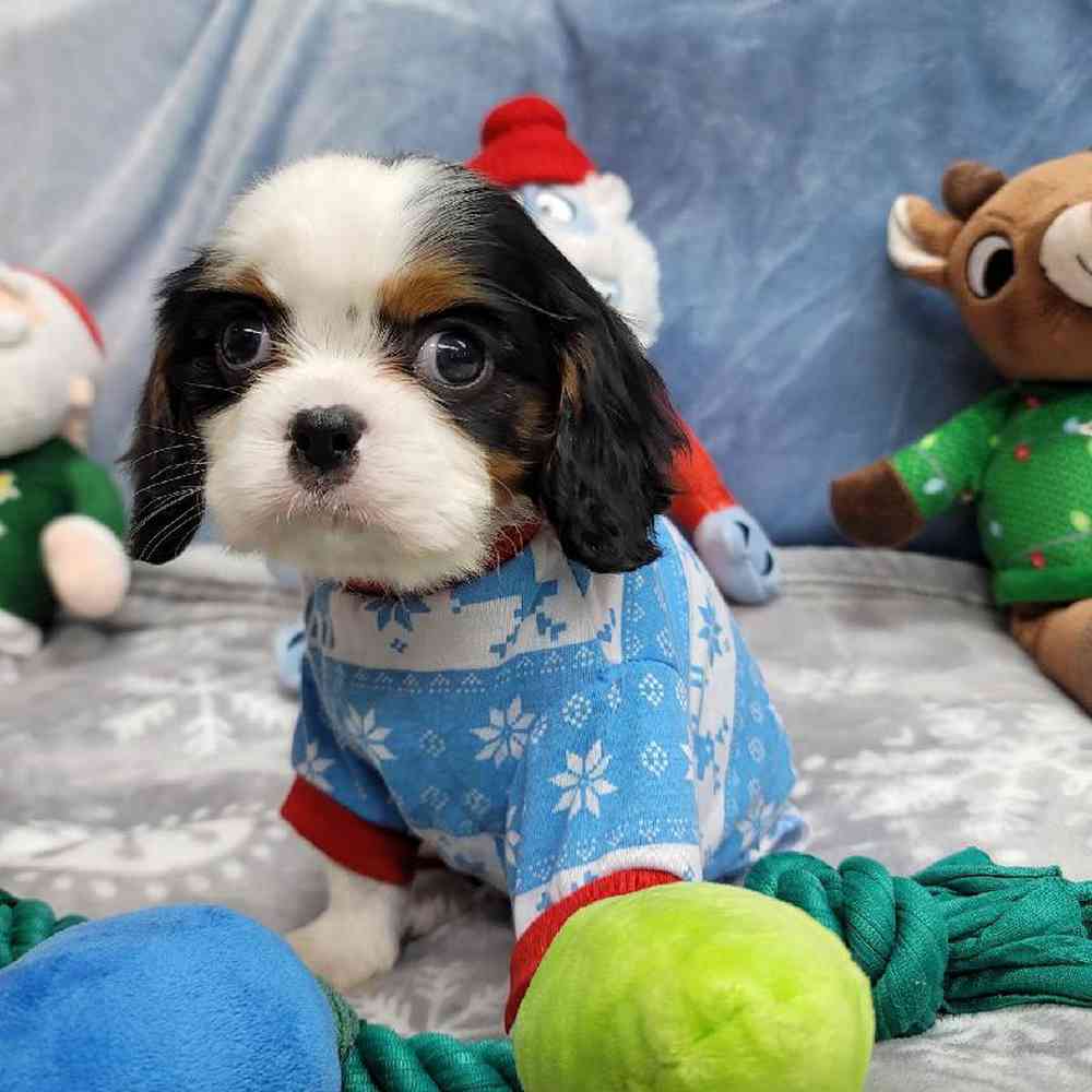 Male Cavalier King Charles Spaniel Puppy for Sale in Virginia Beach, VA