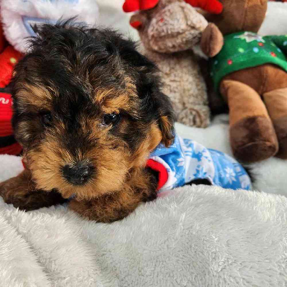 Male Yorkie-Poo Puppy for Sale in Virginia Beach, VA