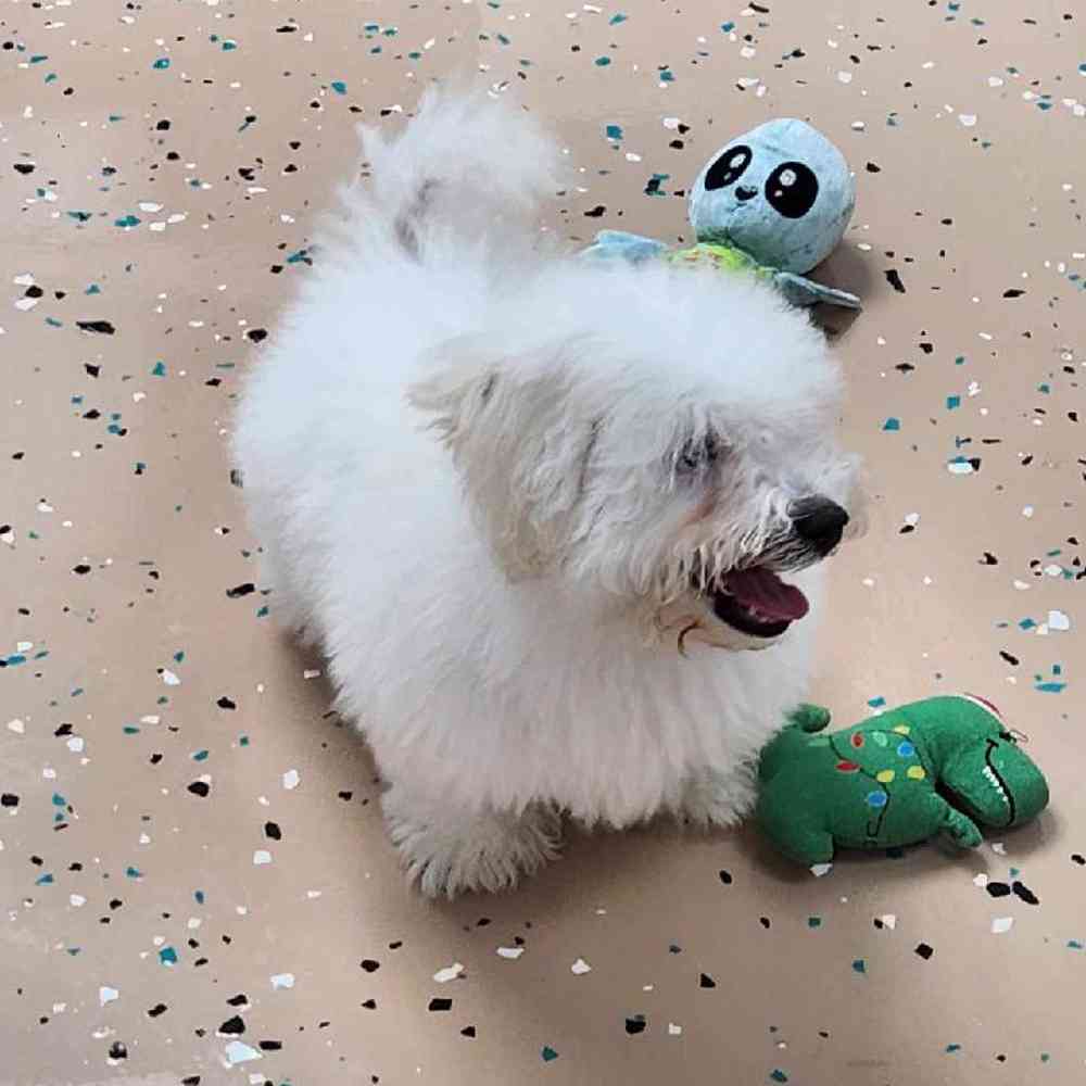 Male Bichon Puppy for Sale in Virginia Beach, VA