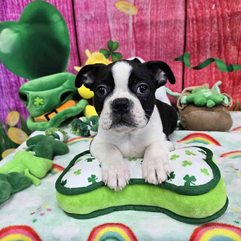 Male Boston Terrier Puppy for Sale in Virginia Beach, VA