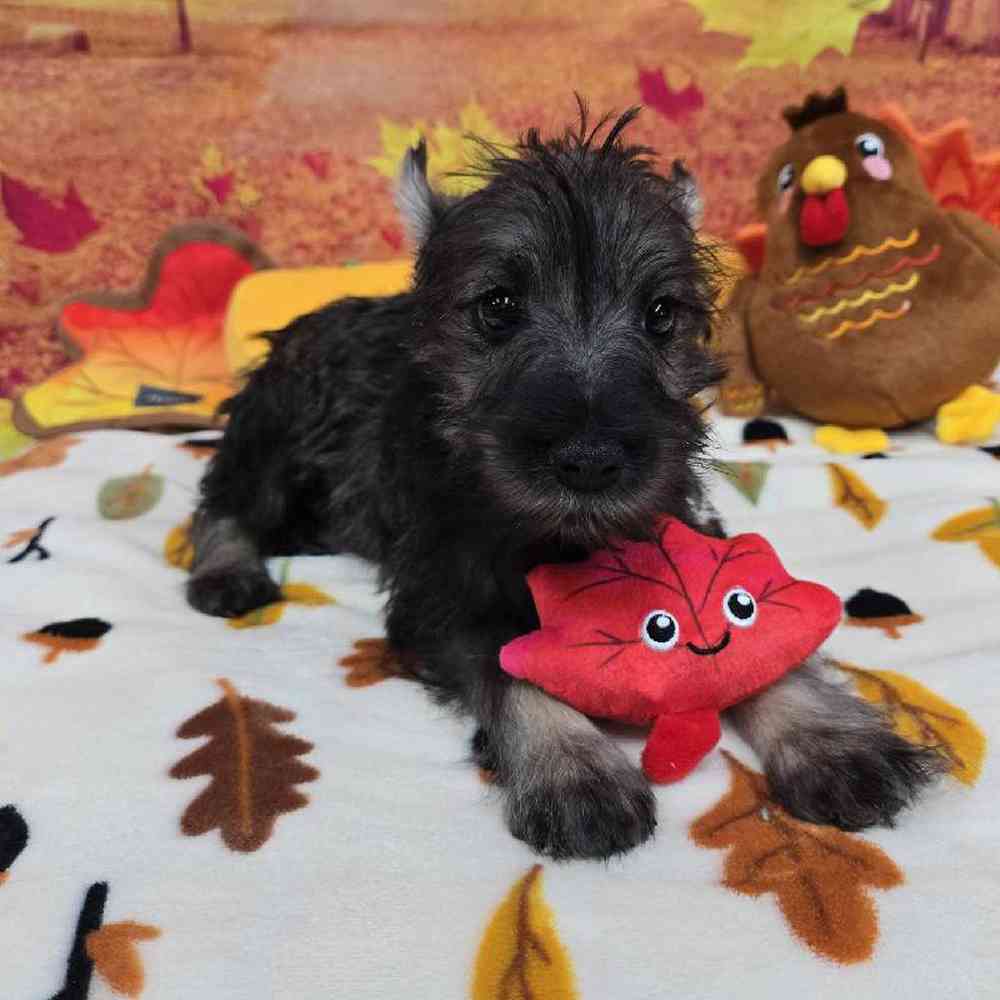 Male Mini Schnauzer Puppy for Sale in Virginia Beach, VA