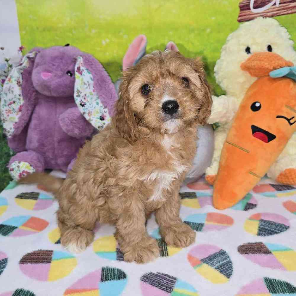 Female Cavapoo Puppy for Sale in Virginia Beach, VA