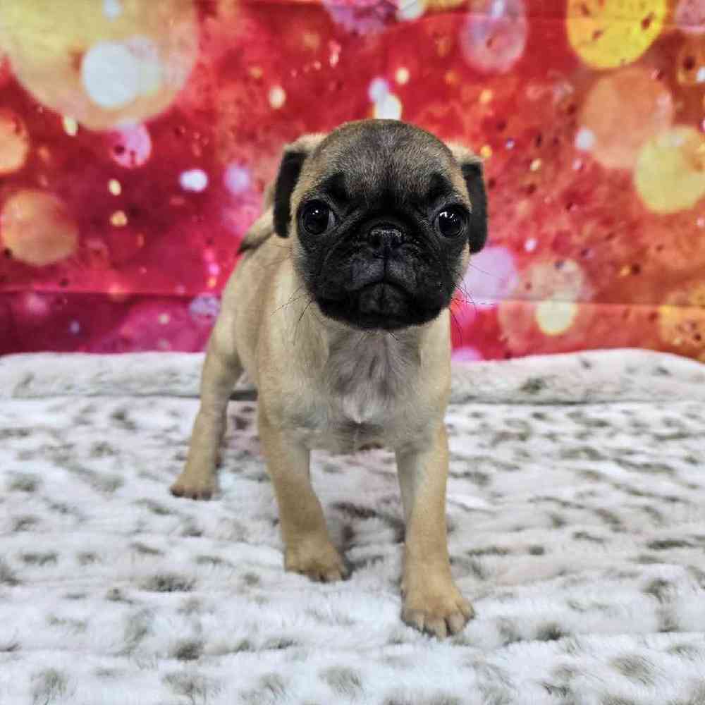 Female Pug Puppy for Sale in Virginia Beach, VA
