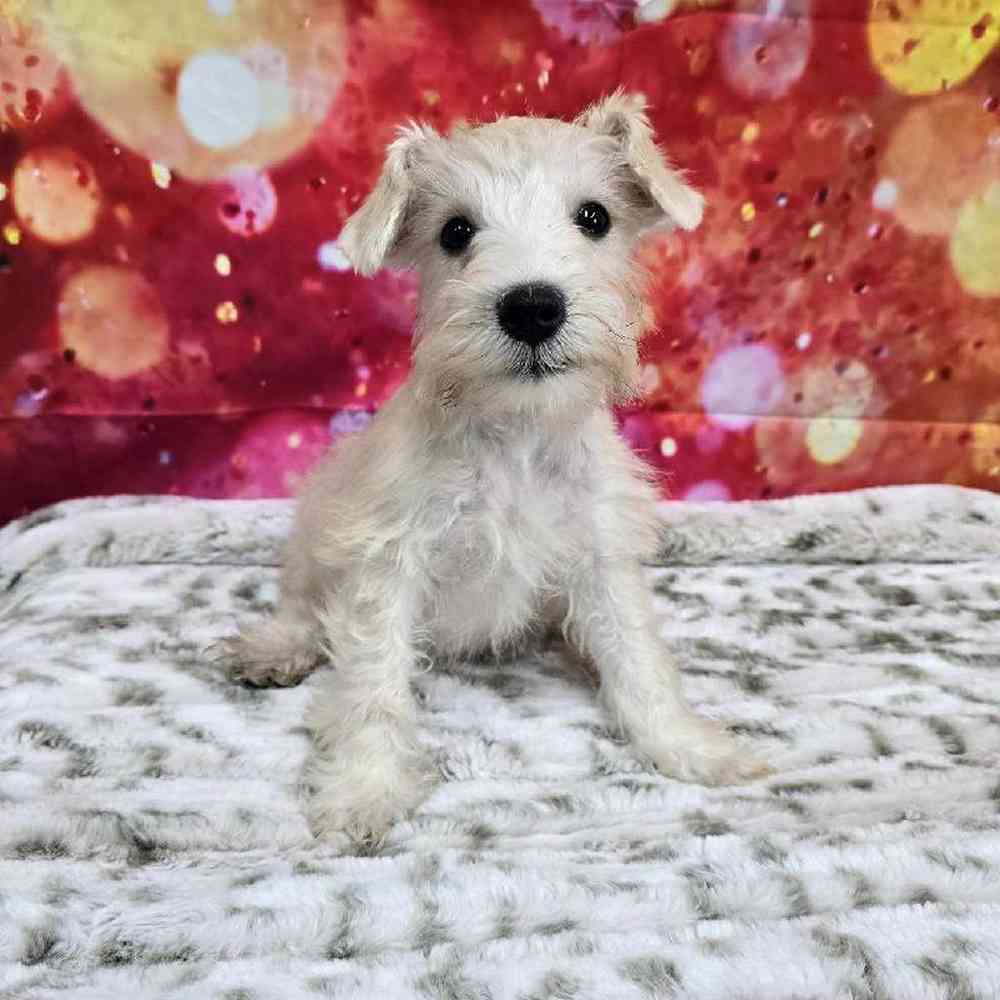 Male Mini Schnauzer Puppy for Sale in Virginia Beach, VA