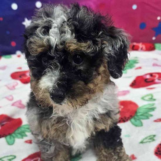 Mini Bernadoodle