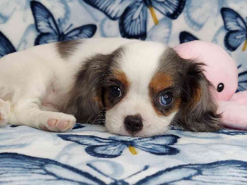 Female Cavalier King Charles Spaniel Puppy for sale