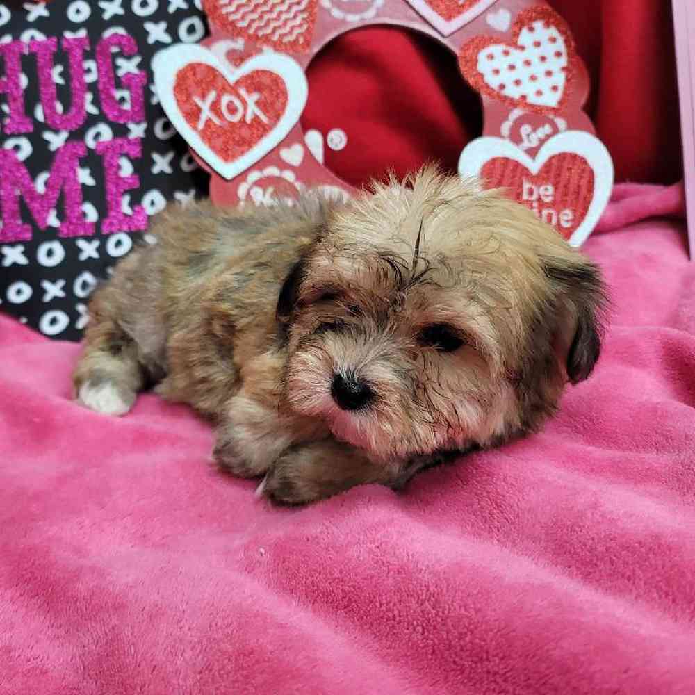 Female Yochon Puppy for Sale in Virginia Beach, VA