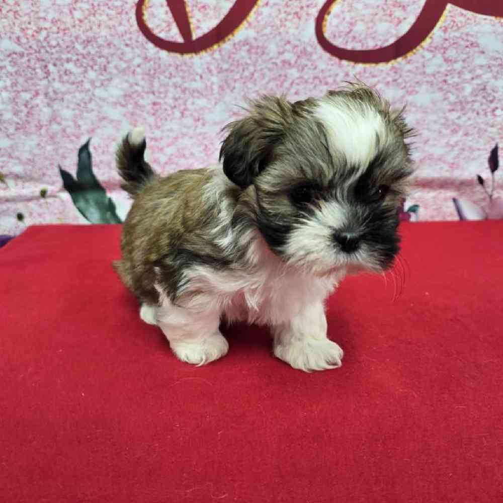 Female Shih Tzu Puppy for Sale in Virginia Beach, VA