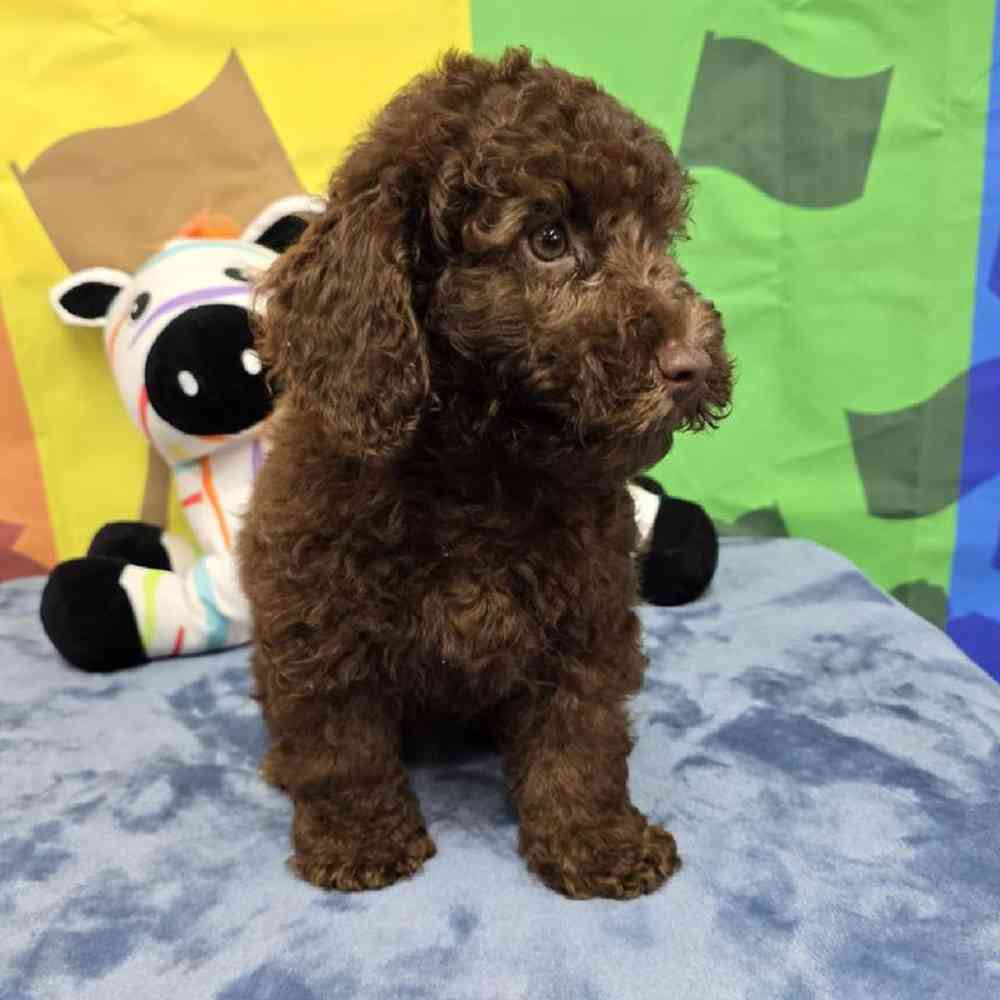 Male Poodle Puppy for Sale in Virginia Beach, VA