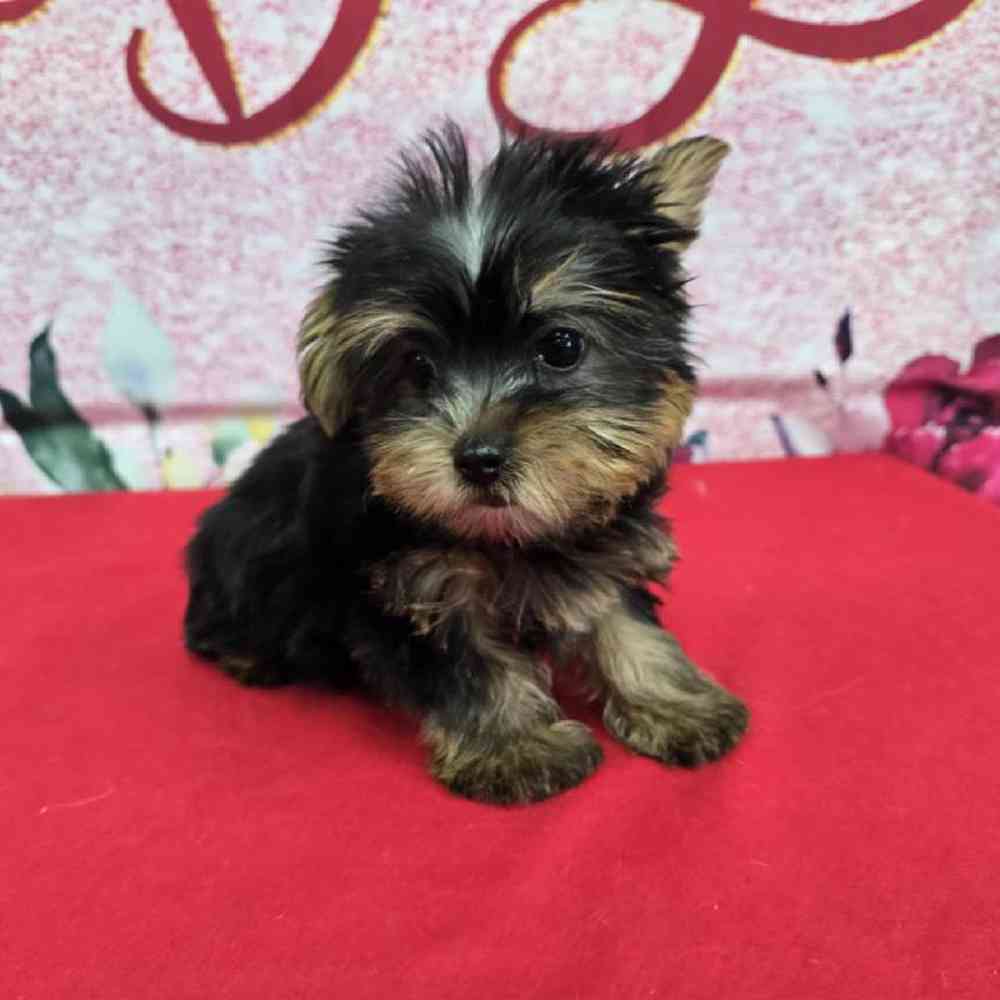 Male Yorkie Puppy for Sale in Virginia Beach, VA