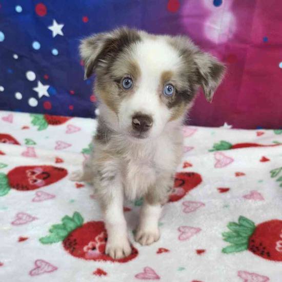 Mini Aussie