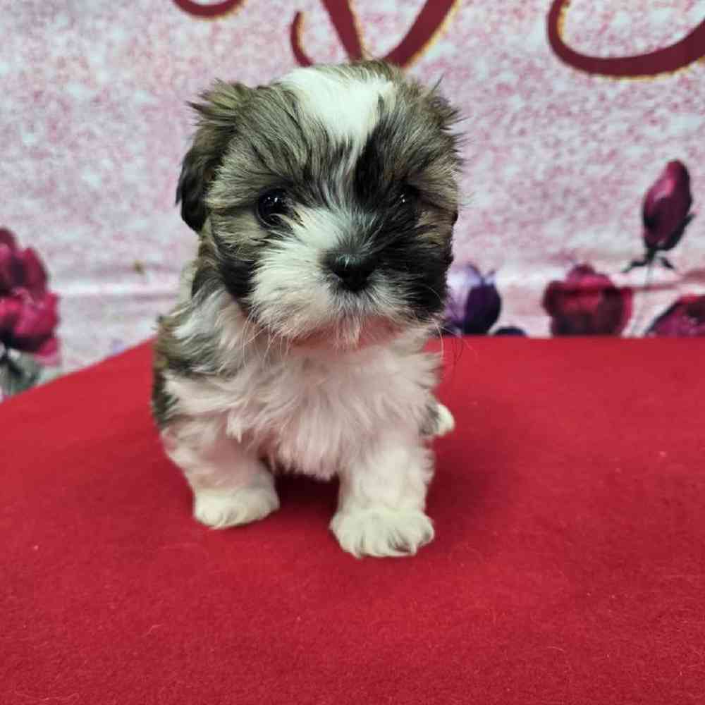 Female Shih Tzu Puppy for Sale in Virginia Beach, VA