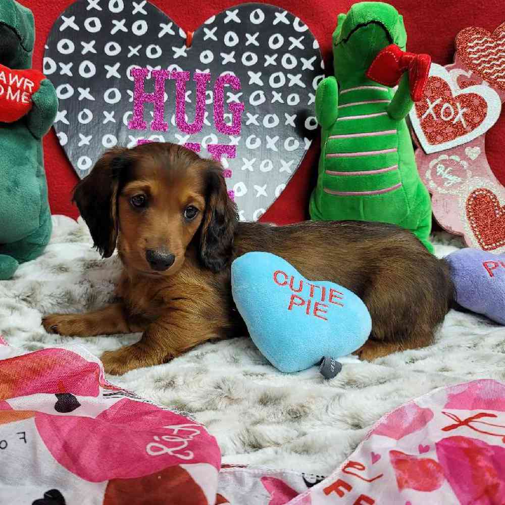 Male Dachshund Puppy for Sale in Virginia Beach, VA