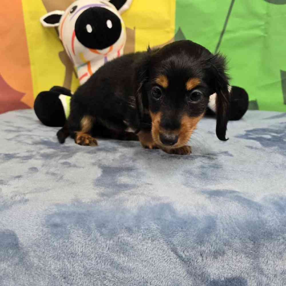 Male Dachshund Puppy for Sale in Virginia Beach, VA