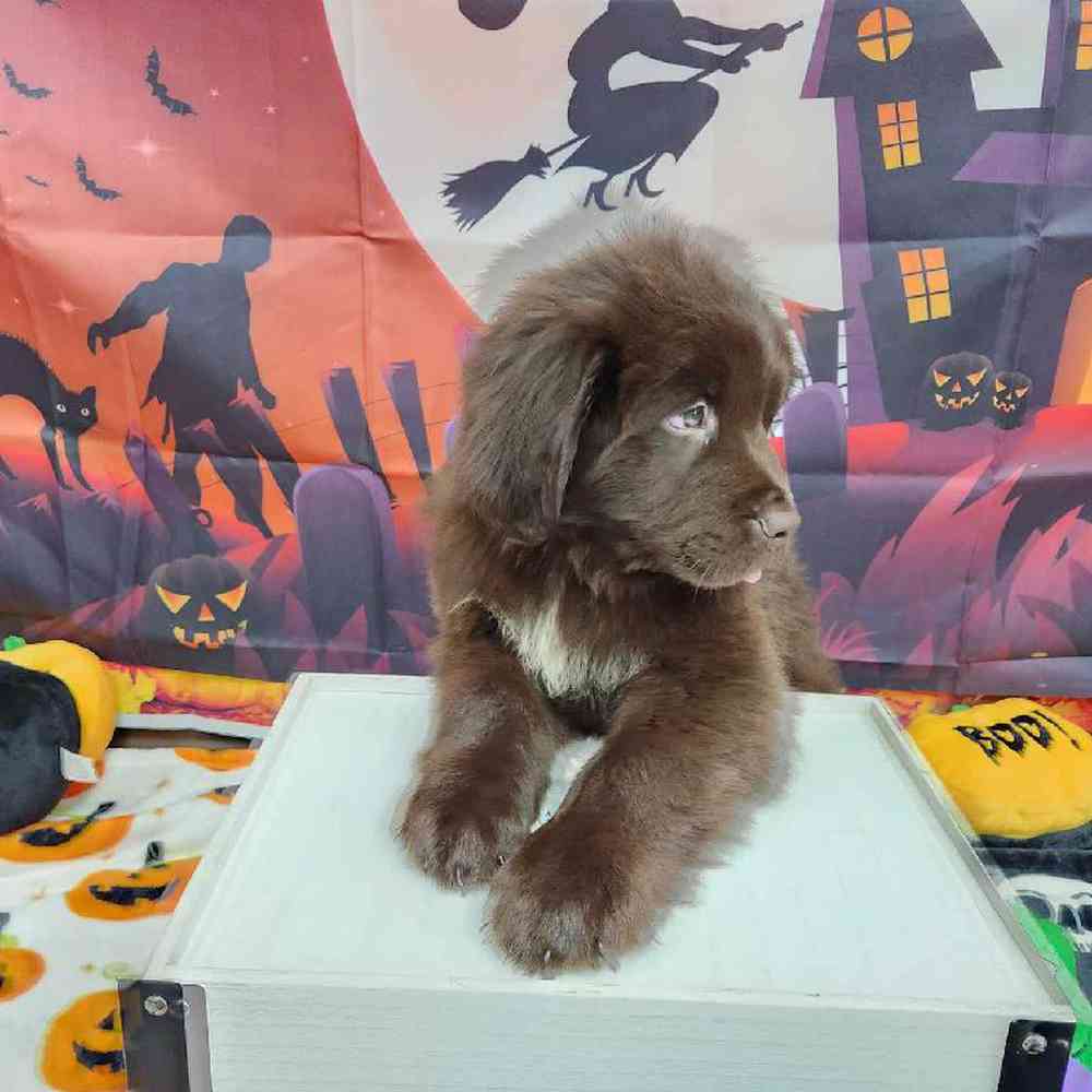 Male Newfoundland Puppy for Sale in Virginia Beach, VA