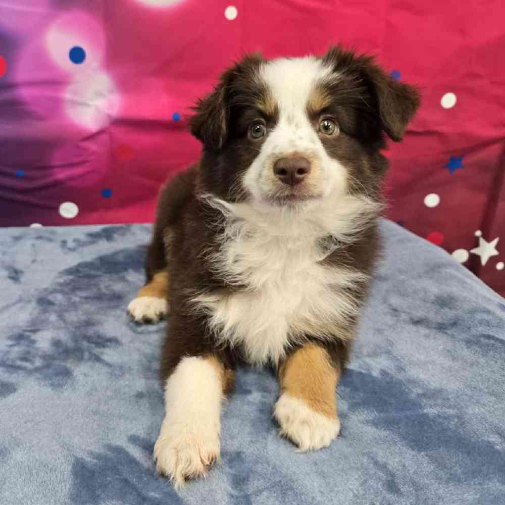 Female Mini Aussie Puppy for Sale in Virginia Beach, VA