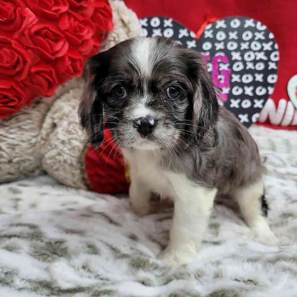 Female Cockapoo Puppy for Sale in Virginia Beach, VA