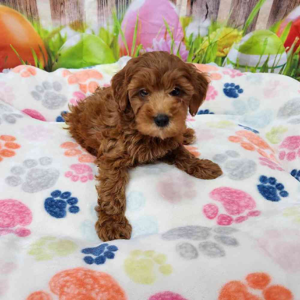 Female Mini Goldendoodle Puppy for Sale in Virginia Beach, VA