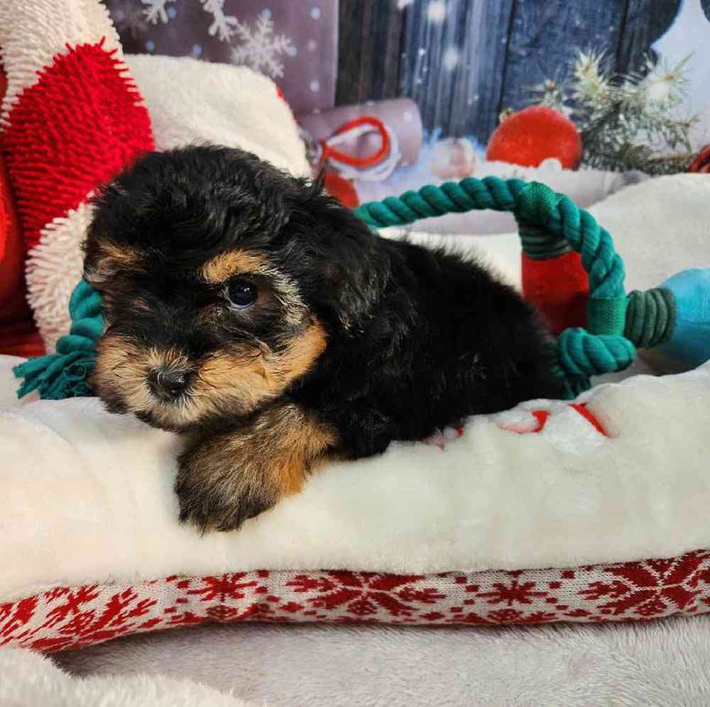 Female Morkie Puppy for Sale in Virginia Beach, VA
