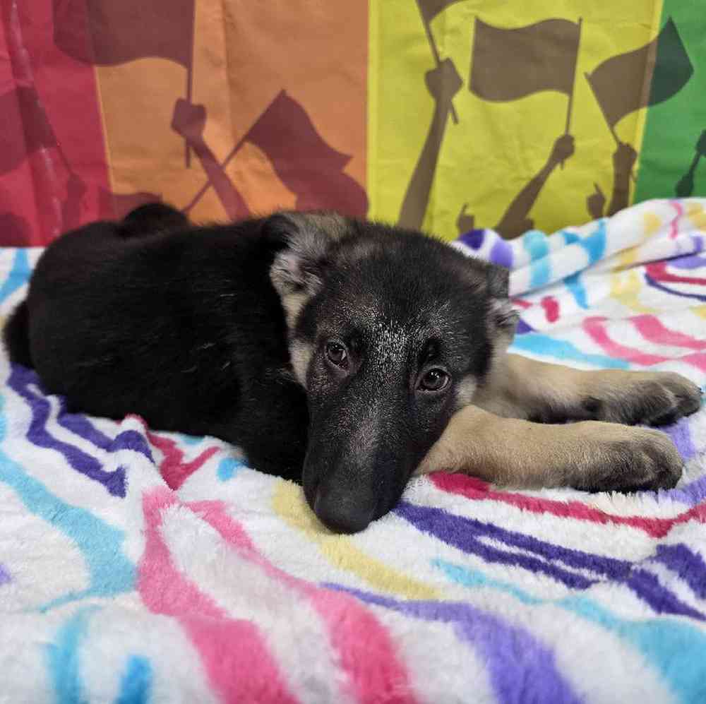 Male German Shepherd Puppy for Sale in Virginia Beach, VA