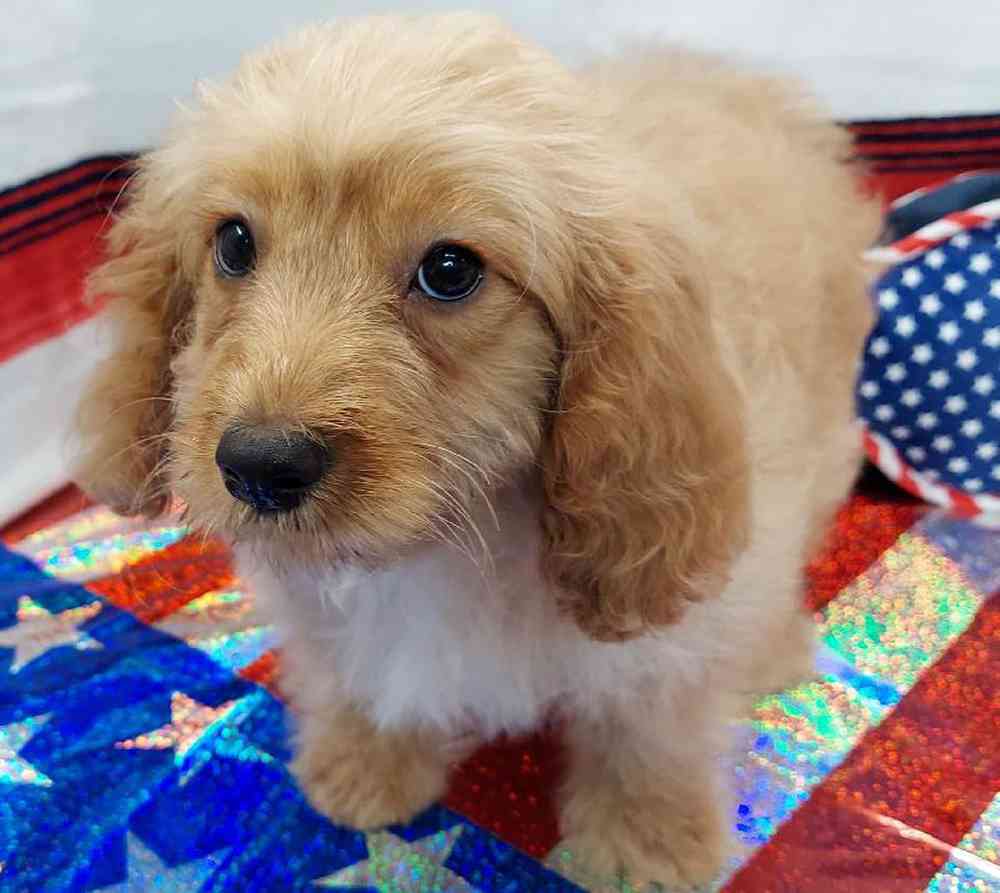 Male Cavapoo Puppy for sale