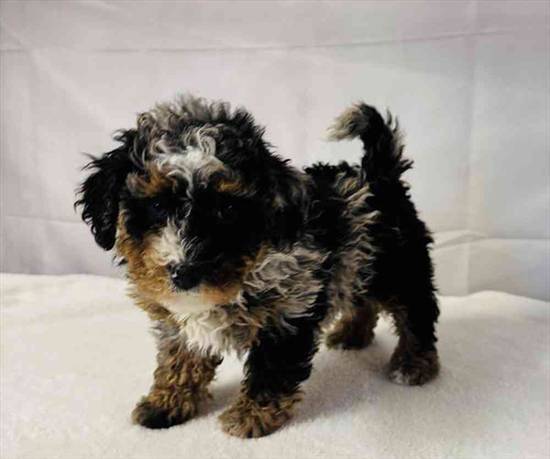 Mini Bernadoodle