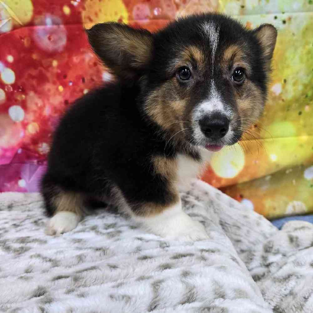 Male Pembroke Welsh Corgi Puppy for Sale in Virginia Beach, VA