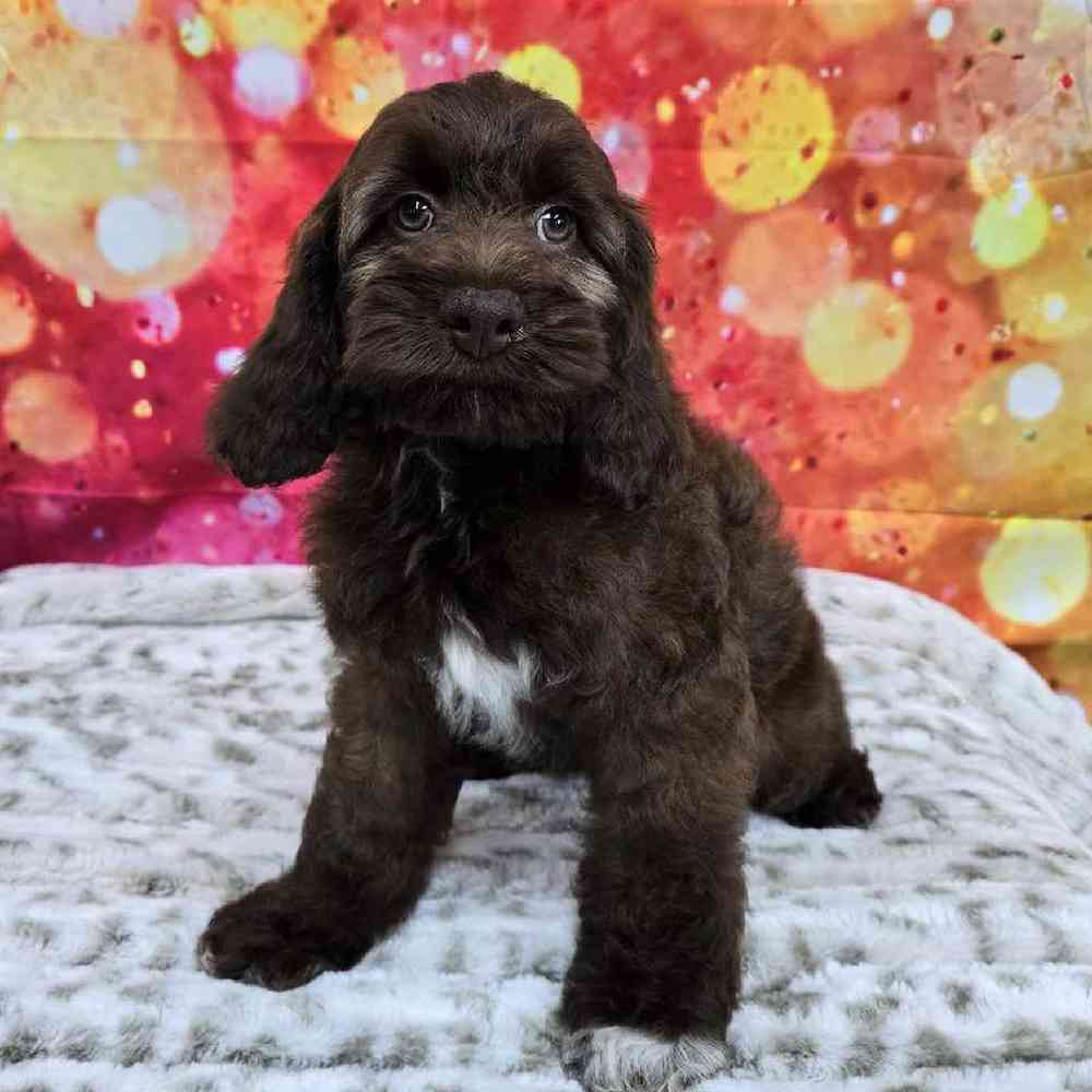 Female Cockapoo Puppy for Sale in Virginia Beach, VA