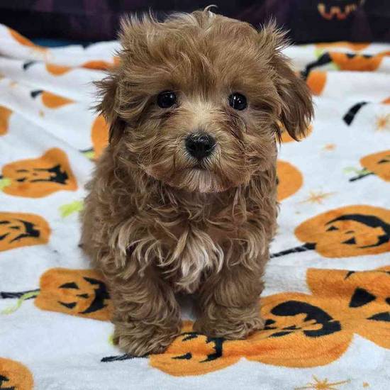 Maltipoo