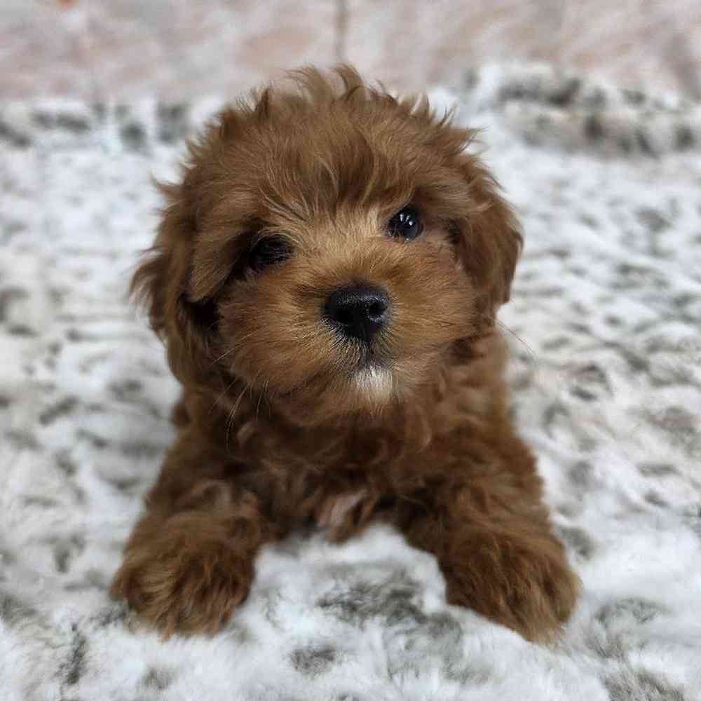 carousel pet images