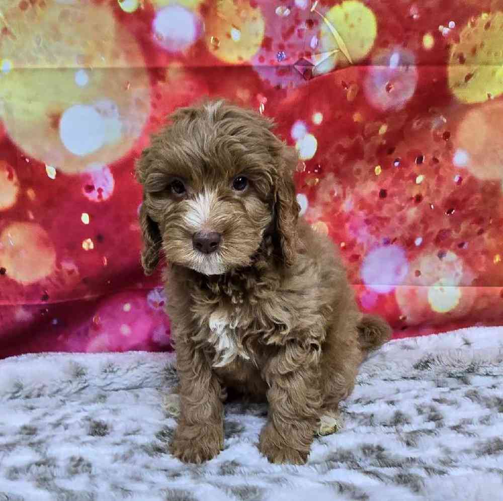 Male Mini Goldendoodle Puppy for Sale in Virginia Beach, VA