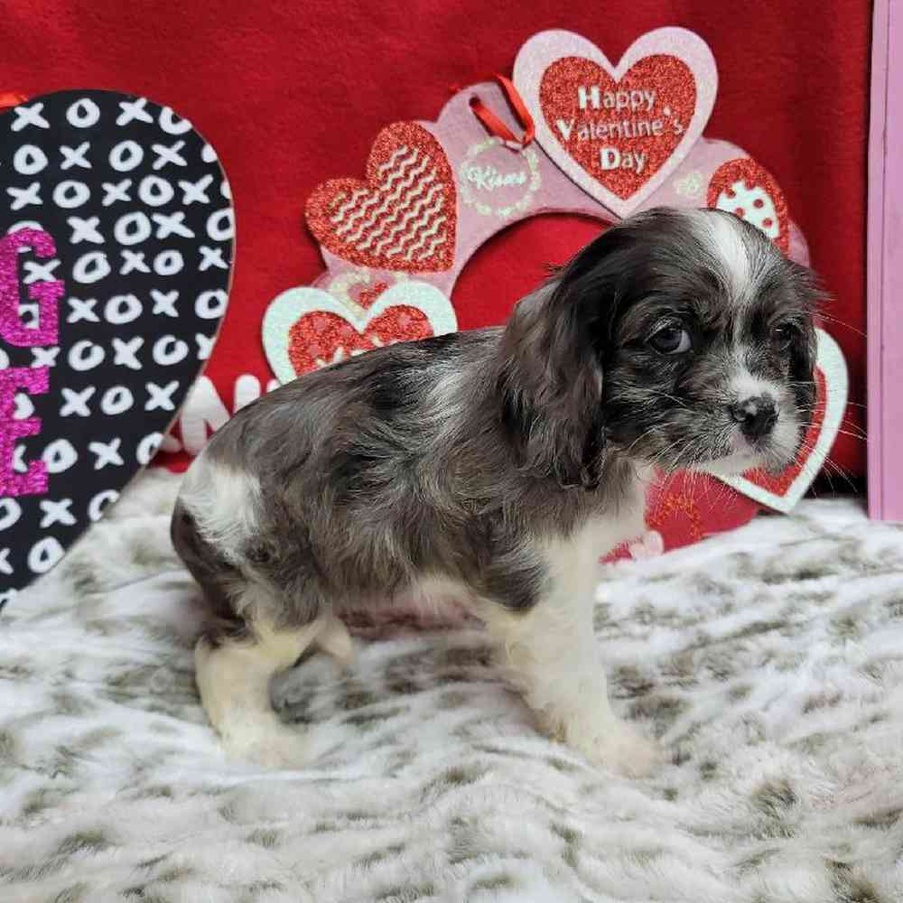 Female Cockapoo Puppy for Sale in Virginia Beach, VA