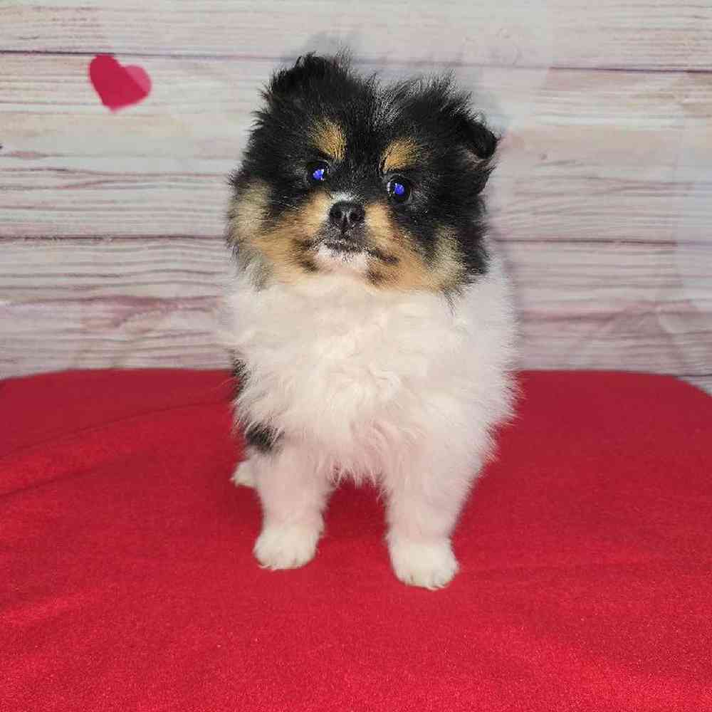 Female Pomeranian Puppy for Sale in Virginia Beach, VA