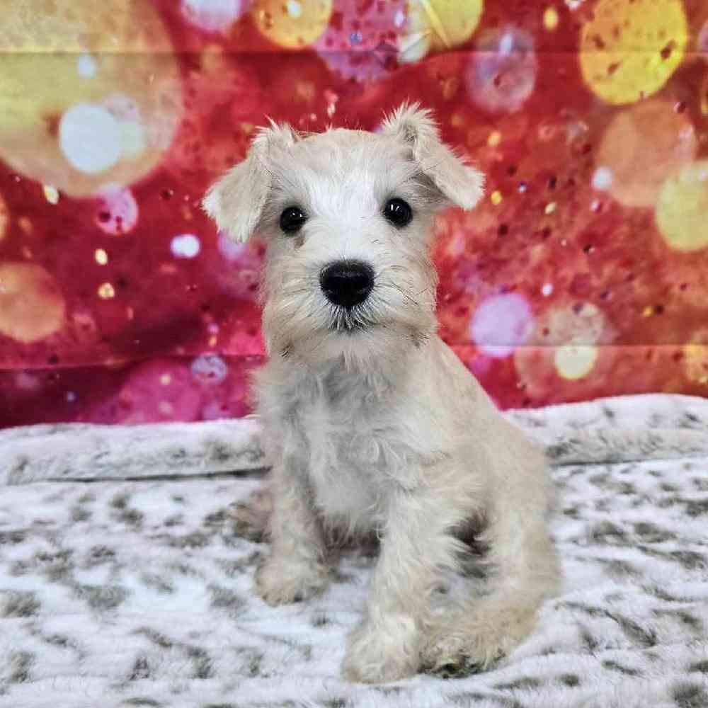 Male Mini Schnauzer Puppy for Sale in Virginia Beach, VA
