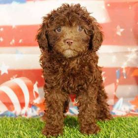 Cavapoo