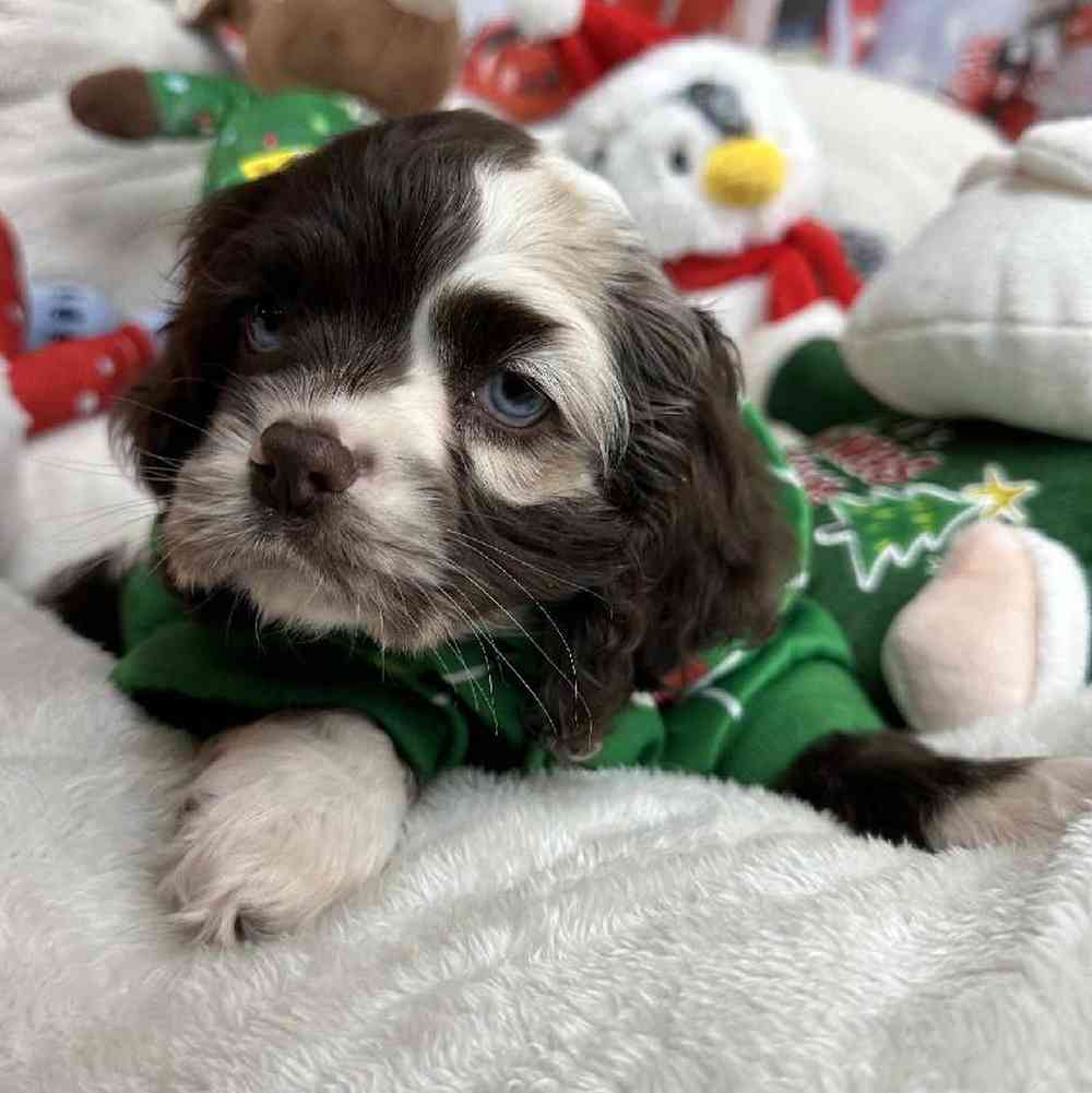 Female Cocker Spaniel Puppy for Sale in Virginia Beach, VA