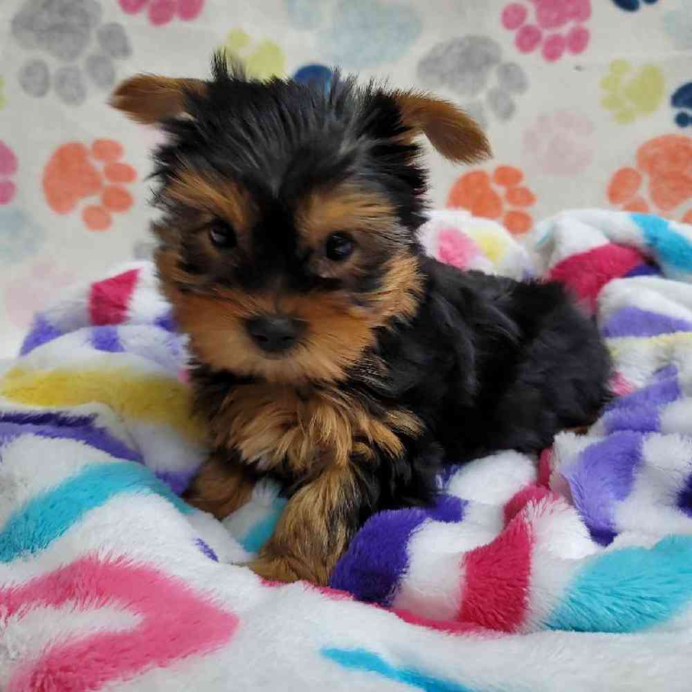 Male Yorkie Puppy for Sale in Virginia Beach, VA