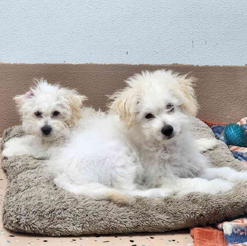 Male Pompoo Puppy for Sale in Virginia Beach, VA