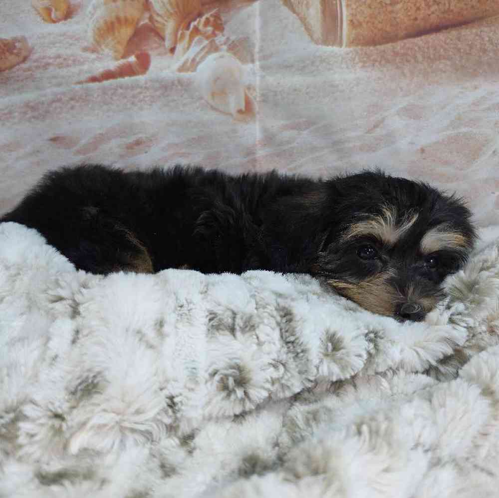 Female Yorkie-Poo Puppy for Sale in Virginia Beach, VA