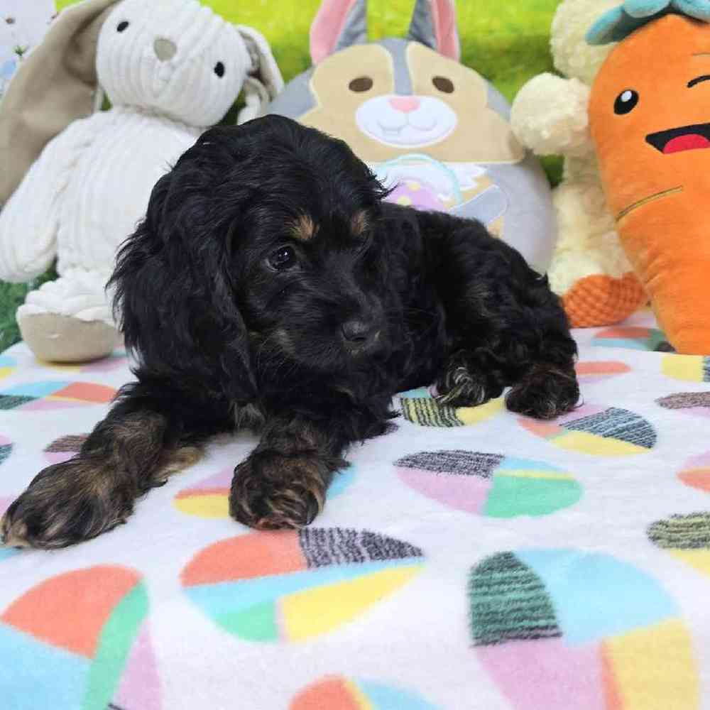Female Cockapoo Puppy for Sale in Virginia Beach, VA