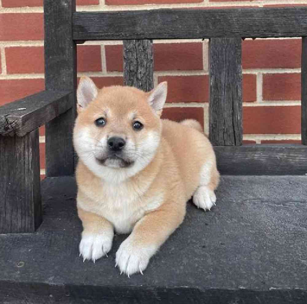 Male Shiba Inu Puppy for Sale in Virginia Beach, VA