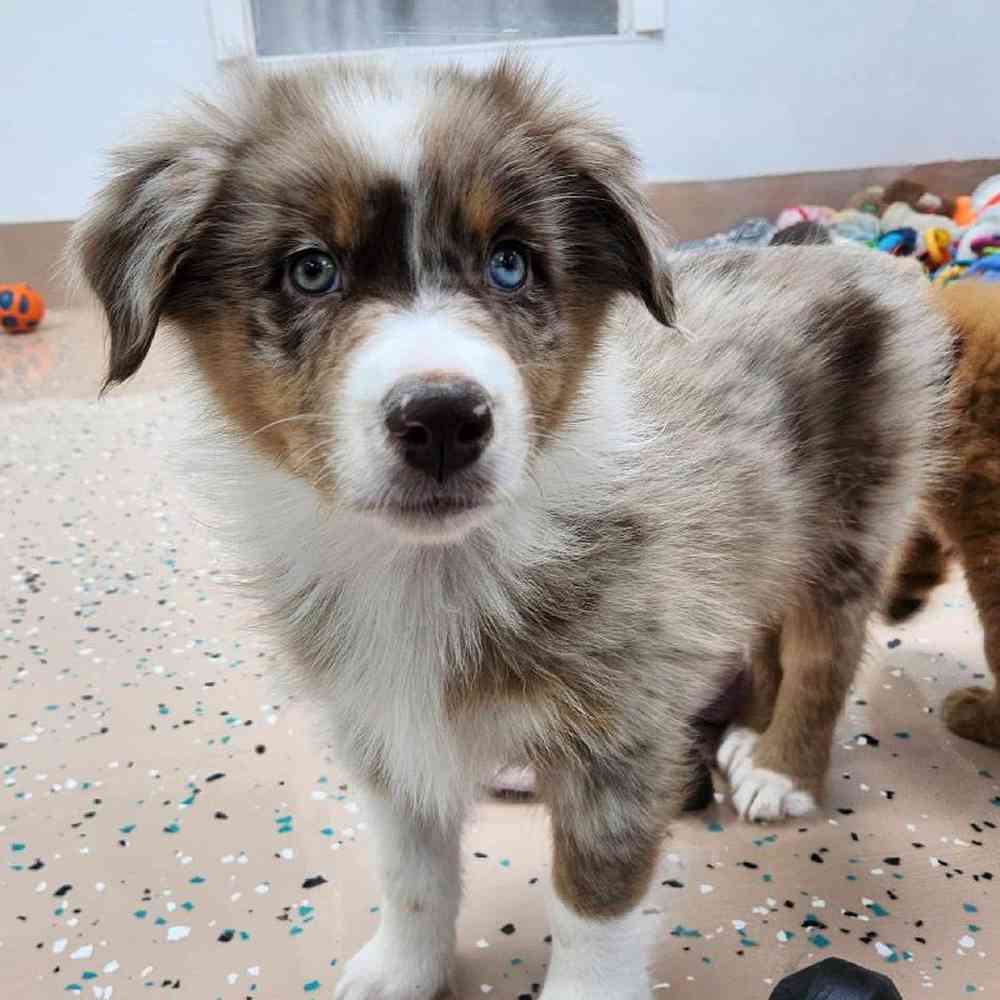 Male Australian Shepherd Puppy for Sale in Virginia Beach, VA