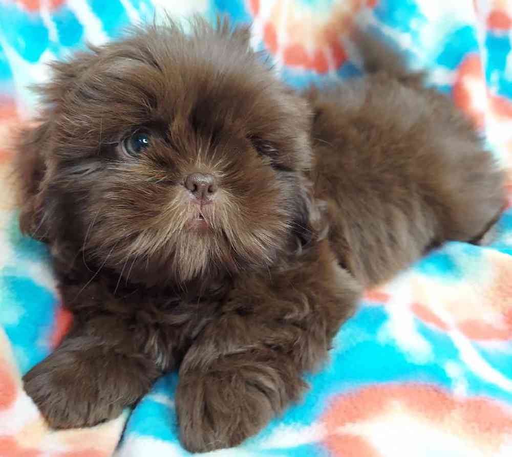 Male Shih Tzu Puppy for sale