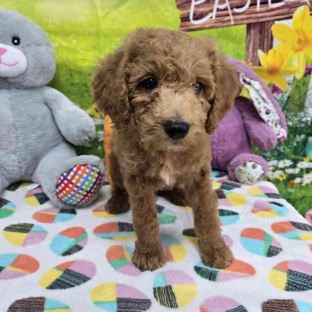Female Mini Goldendoodle Puppy for Sale in Virginia Beach, VA