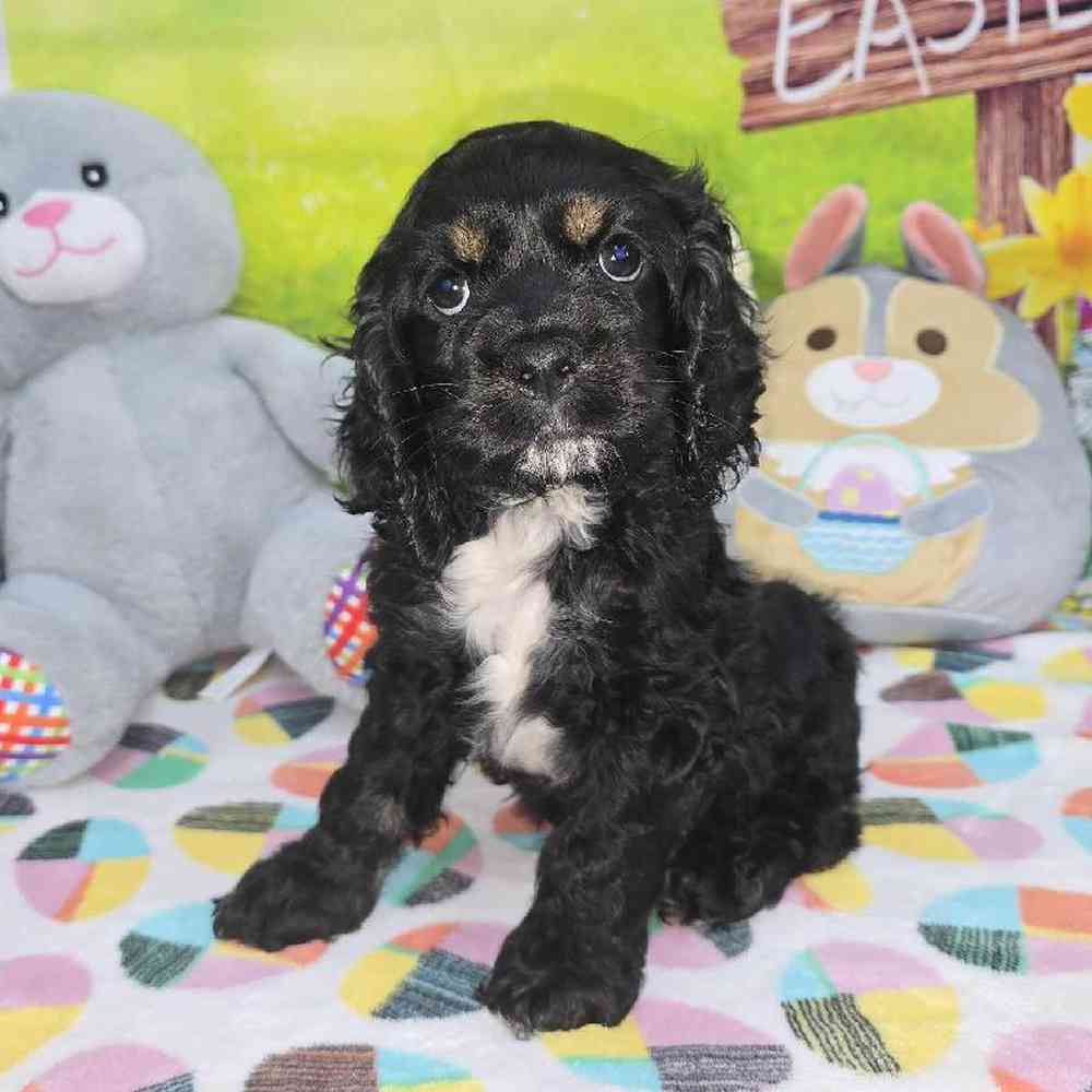 Male Cocker Spaniel Puppy for Sale in Virginia Beach, VA