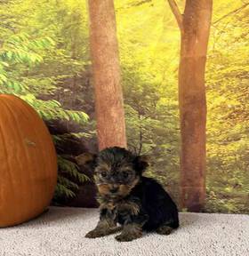 Yorkie